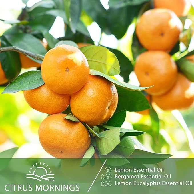 Lemon Eucalyptus 3.38fl.oz Essential Oil, PHATOIL Aromatherapy Essential Oils for Diffuser, Humidifier, Perfect for DIY Soap, Candle, Bath Bombs Making(100ml)