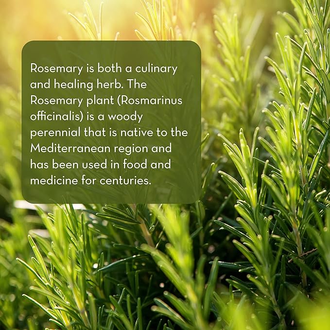 Pure Body Naturals - 100% Pure Rosemary Essential Oil, Steam-Distilled for Aromatherapy, Scalp Massage & DIY Blends, 4 fl oz