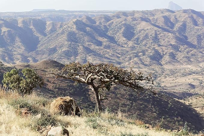 US Organic 100% Pure Frankincense (Boswellia Carteri) Essential Oil - Sourced from The Horn of Africa, USDA Certified Organic, Use Topically or in Diffuser, Perfect for Yoga or Meditation (10 ml)