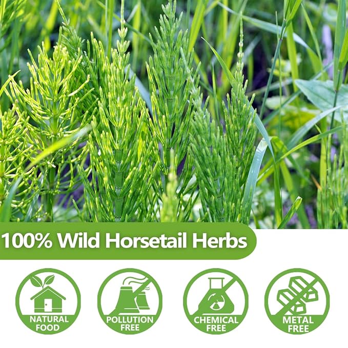 Premium 100 Horsetail Tea Bags, Made with 100% Wild Natural Horse Tail Herb, For Hair & Nail, No Additives & Caffeine Free-Cola De Caballo Hierba.