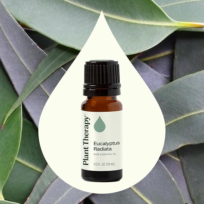 Plant Therapy Eucalyptus Radiata Essential Oil 10 mL (1/3 oz) 100% Pure, Undiluted, Therapeutic Grade