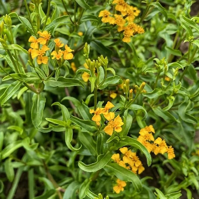 MEXICAN MINT MARIGOLD Organic Herbal Tea Leaves, 8 oz. Pouch, Cut and Sifted, Loose Leaf Herbal tea, Medicinal, Culinary