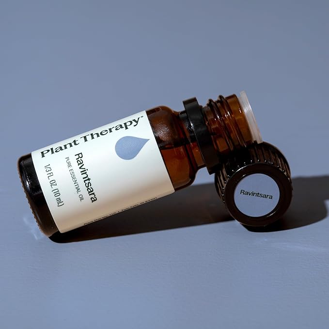 Plant Therapy Ravintsara Essential Oil 10 mL (1/3 oz) 100% Pure, Undiluted, Therapeutic Grade