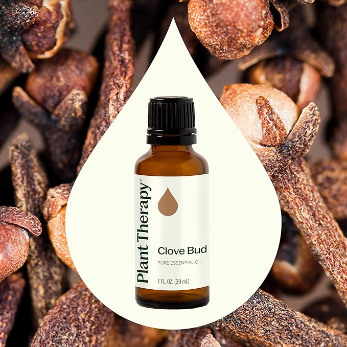Plant Therapy Clove Bud Essential Oil 100% Pure, Undiluted, Natural Aromatherapy, Therapeutic Grade 30 ml (1 oz)