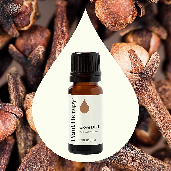 Plant Therapy Clove Bud Essential Oil 100% Pure, Undiluted, Natural Aromatherapy, Therapeutic Grade 10 mL (1/3 oz)