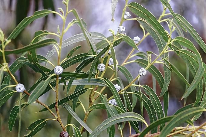 US Organic 100% Pure Eucalyptus Essential Oil (Globulus) - USDA Certified Organic, Steam Distilled - W/Euro droppers (More Size Variations Available) (10 ml / .33 fl oz)