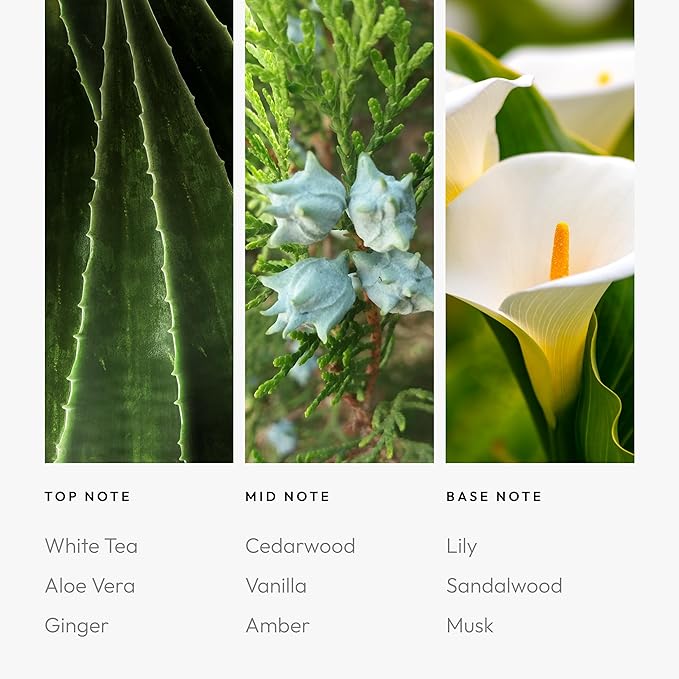 Aroma360 Dream On Pro Pod Fragrance Oil Blend | Hotel Inspired Luxury Essential Oil Diffuser | Aromatherapy Scent Diffuser Oil | White Tea, Aloe Vera, Ginger 1.7 fl oz, 50 mL