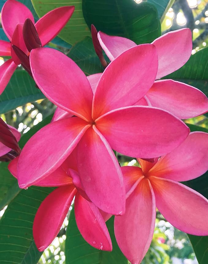 Island Soap and Candle Works Plumeria Blossom Scented Body Lotion for Men and Women, Paraben Free Body Moisturizer - Hydrating Hawaiian Skincare - 8.5 Fl Oz. Bottle