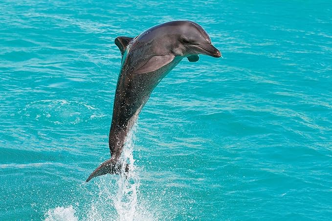 Wonderbox - Original Gift Idea - Experience Gift - Bucket List Experiences - 1 Activity to Choose from a Selection: Ferrari Driving, Dolphin Watching, Speedboat, Airboat for Gators Watching...